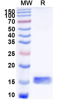 Clostridium botulinum botA/BOTOX Camelus Monoclonal Antibody