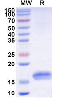 Clostridium botulinum botA/BOTOX Camelus Monoclonal Antibody