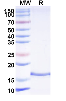 Clostridium botulinum botA/BOTOX Camelus Monoclonal Antibody