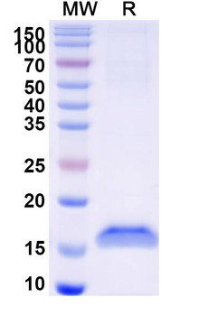 Clostridium botulinum botA/BOTOX Camelus Monoclonal Antibody