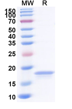 African clawed frog Nucleoporin Nup58/54/62 Camelus Monoclonal Antibody