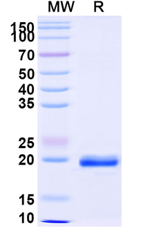 African clawed frog Nup54 Camelus Monoclonal Antibody
