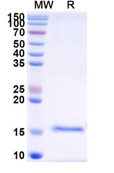 African clawed frog nup54.S/Nup54 Camelus Monoclonal Antibody