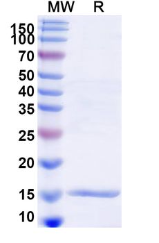 HRSV F/Fusion glycoprotein F0 Camelus Monoclonal Antibody