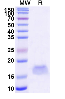HRSV F/Fusion glycoprotein F0 Camelus Monoclonal Antibody