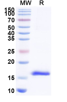 HRSV F/Fusion glycoprotein F0 Camelus Monoclonal Antibody