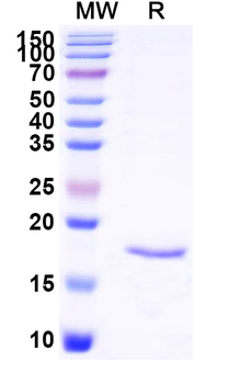 SARS-CoV-2 S Protein Camelus Monoclonal Antibody