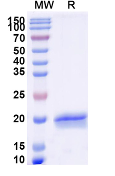 SARS-CoV-2 S Protein Camelus Monoclonal Antibody