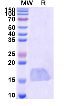 SARS-CoV-2 S Protein Camelus Monoclonal Antibody