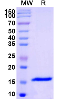 SARS-CoV-2 S Protein Camelus Monoclonal Antibody