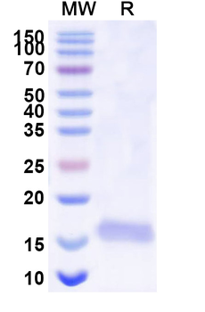 SARS-CoV-2 S Protein Camelus Monoclonal Antibody