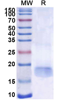 SARS-CoV-2 S Protein Camelus Monoclonal Antibody
