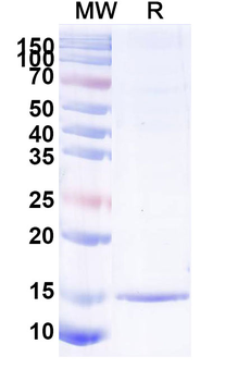 SARS-CoV-2 S Protein Camelus Monoclonal Antibody