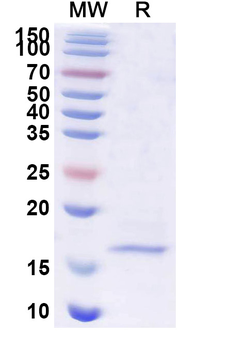 SARS-CoV-2 S Protein Camelus Monoclonal Antibody