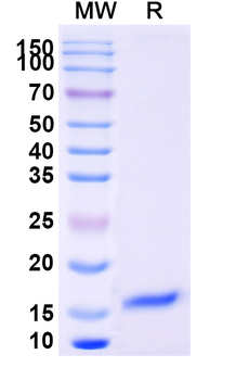 SARS-CoV-2 S Protein Camelus Monoclonal Antibody