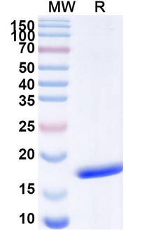 SARS-CoV-2 S Protein Camelus Monoclonal Antibody