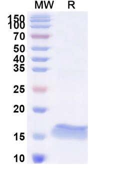 SARS-CoV-2 S Protein Camelus Monoclonal Antibody