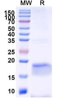 SARS-CoV-2 S Protein Camelus Monoclonal Antibody
