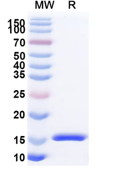 SARS-CoV-2 S Protein Camelus Monoclonal Antibody