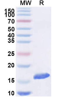 SARS-CoV-2 S Protein Camelus Monoclonal Antibody