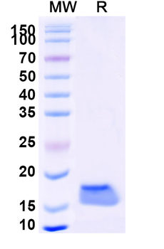SARS-CoV-2 S Protein Camelus Monoclonal Antibody