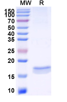 SARS-CoV-2 S Protein Camelus Monoclonal Antibody