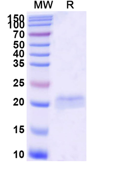 SARS-CoV-2 S Protein Camelus Monoclonal Antibody