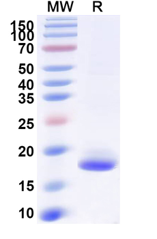 SARS-CoV-2 S Protein Camelus Monoclonal Antibody