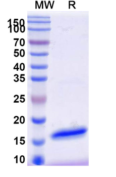 SARS-CoV-2 S Protein Camelus Monoclonal Antibody