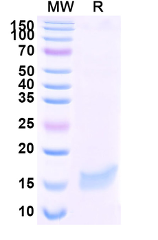 SARS-CoV-2 S Protein Camelus Monoclonal Antibody