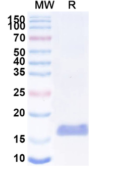 SARS-CoV-2 S Protein Camelus Monoclonal Antibody