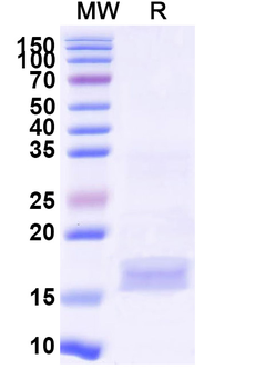 SARS-CoV-2 S Protein Camelus Monoclonal Antibody