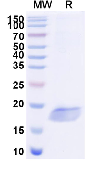 SARS-CoV-2 S Protein Camelus Monoclonal Antibody