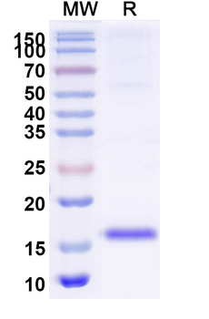 SARS-CoV-2 S Protein Camelus Monoclonal Antibody