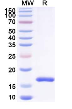 SARS-CoV-2 S Protein Camelus Monoclonal Antibody