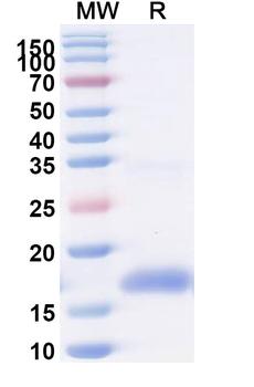 SARS-CoV-2 S Protein Camelus Monoclonal Antibody