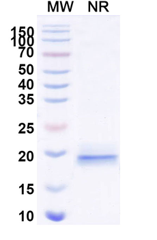 SARS-CoV-2 S Protein Camelus Monoclonal Antibody