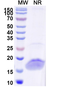 SARS-CoV-2 S Protein Camelus Monoclonal Antibody