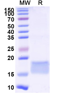 SARS-CoV-2 S Protein Camelus Monoclonal Antibody