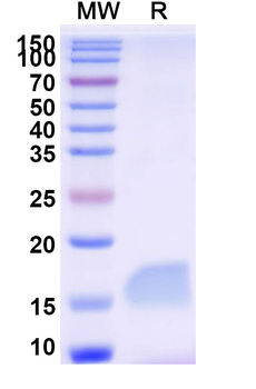 SARS-CoV-2 S Protein Camelus Monoclonal Antibody
