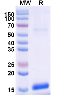 SLC5A8 Camelus Monoclonal Antibody