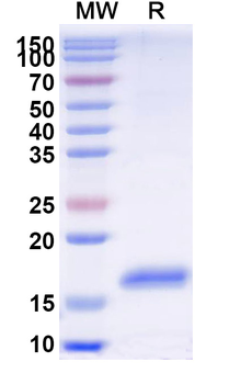 CD369/CLEC7A Camelus Monoclonal Antibody