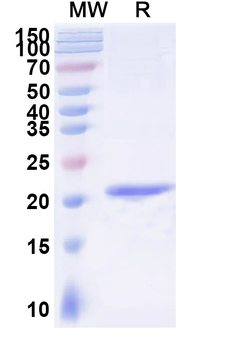 IGHE Camelus Monoclonal Antibody