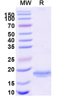 RAGE-1/MOK Camelus Monoclonal Antibody