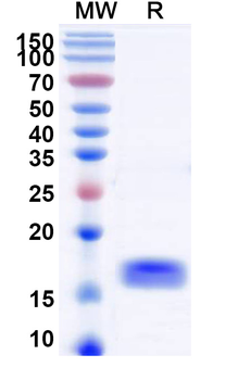 ADAMTS5 Camelus Monoclonal Antibody