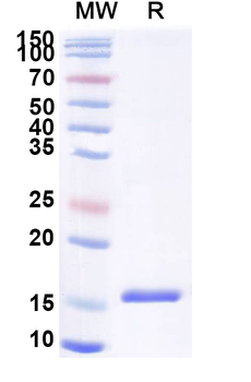 DLL4 Camelus Monoclonal Antibody