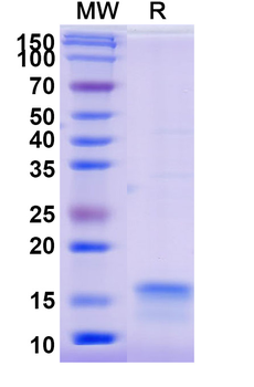 IL12RB2 Camelus Monoclonal Antibody