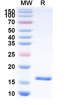 CPB2 Camelus Monoclonal Antibody