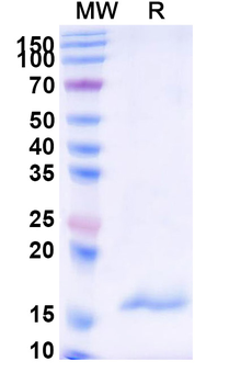 CPB2 Camelus Monoclonal Antibody
