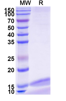 CD217/IL17RA Camelus Monoclonal Antibody